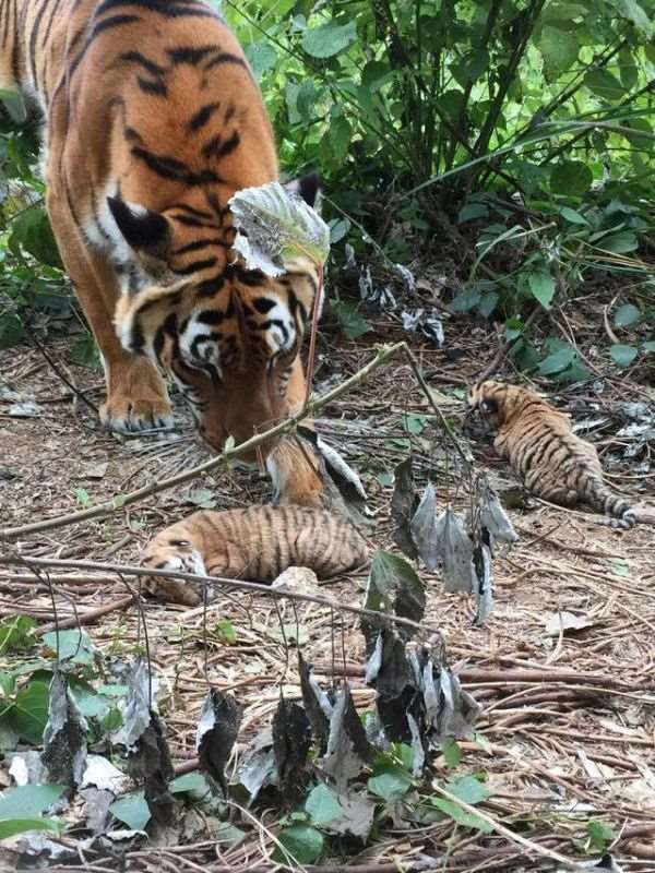 老虎的几年出生多大了，近几年的大老虎