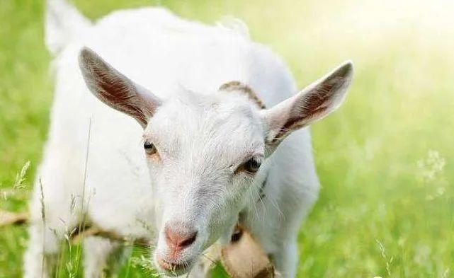 979年5月的羊命运，1979年2月出生的羊命好不好"