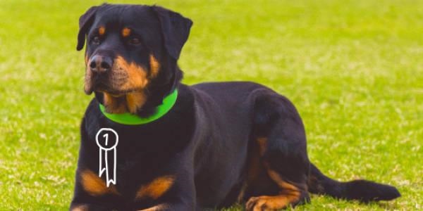 狗狗年龄对照表，狗狗年龄和人的年龄表