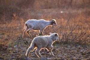 1年属羊人三大坎,属羊女91年一生三大坎"