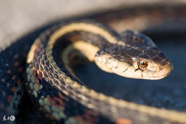 属蛇人本月运势查询，2011年属蛇的运程每月运势