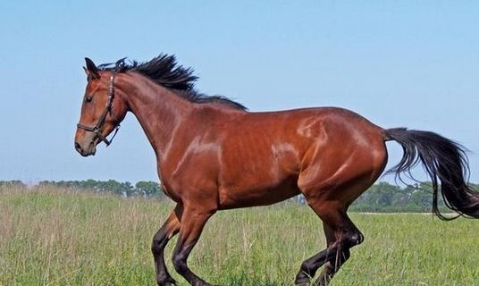 0年的马今年的婚姻,90马和93鸡的婚姻如何"