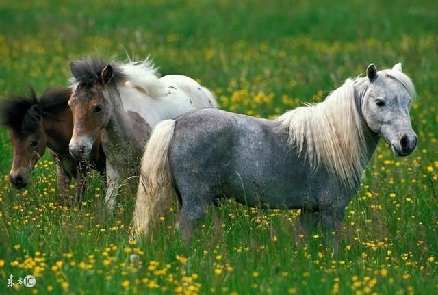 966年属马的多大，1966年男属马有情人吗"