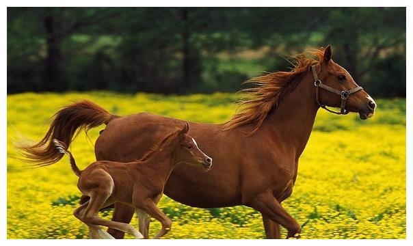 马和什么生肖更好,男马和什么生肖相克