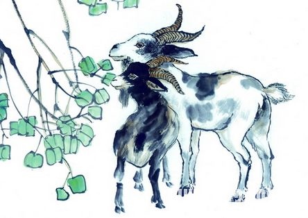 5年羊多少岁，1955年生的羊2022