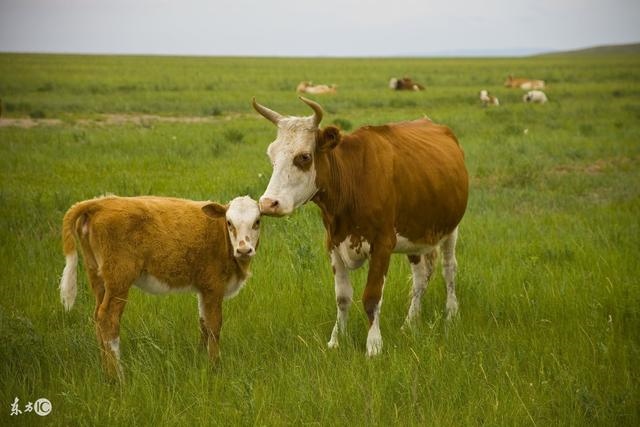 022年属牛横财运爆发,属牛的和什么属相不合"