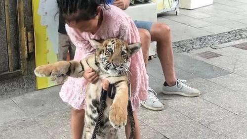 老人说属老虎的女孩不好,2022年必定生儿子的生肖