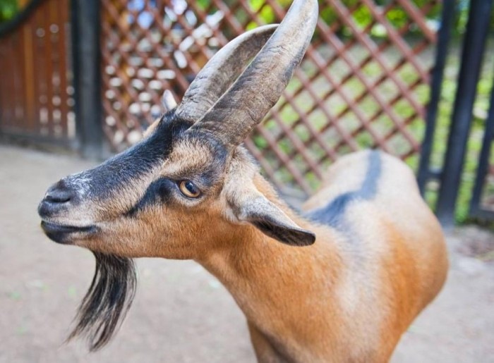 0后属羊的是哪一年，属羊的今年多大2022