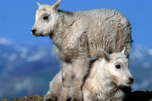 几月的羊更好命女孩子，女属羊好不好