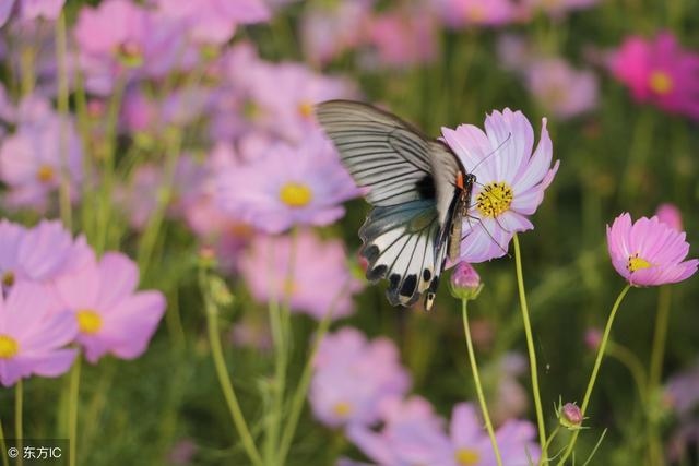 属牛的出生在几月好，73年属牛人45岁后财运