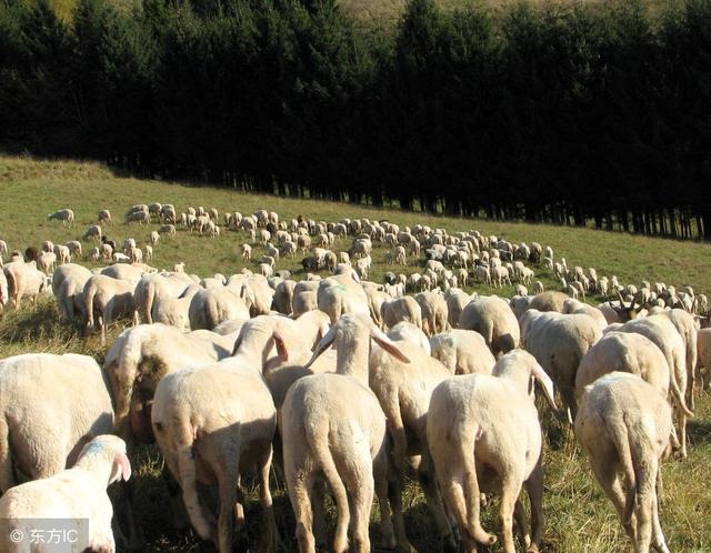 9年属羊的十年大运每月的才适，1979属羊女一生婚姻"