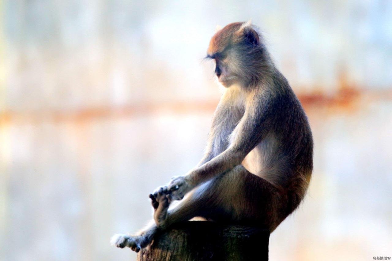 022年属猴的重大贵人，2022年红鸾星动的生肖男女"