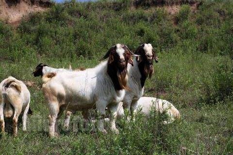 0岁属羊是哪一年，2022