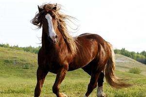 6年属马二次婚姻在几岁，1966属马人未来10年运势"