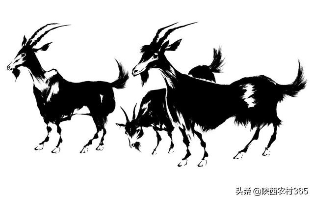 属羊属马早晚会离婚视频，属马女与属羊男婚姻配