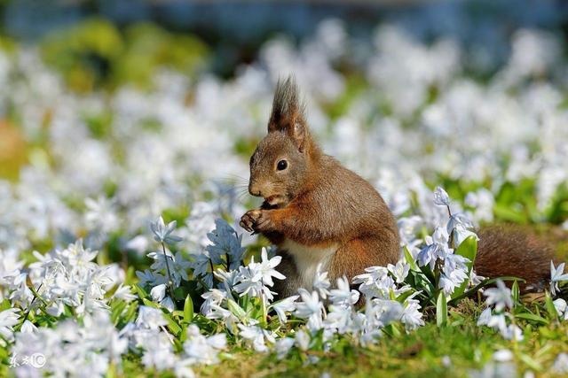 4年鼠女37岁运势，属羊人的婚姻与命运如何"