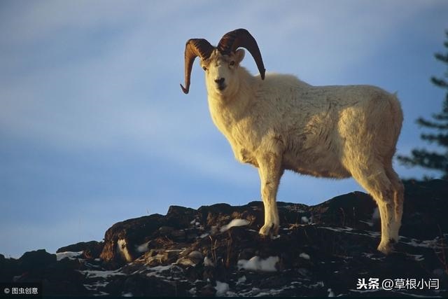 俗话说十羊九不全是值几月的羊，一头羊值多少钱