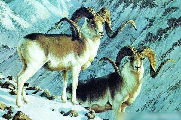 属羊一生的贵人有哪些，属蛇暗里会帮助那个生肖