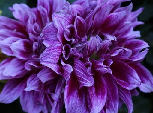 属羊的男人是不是很自私，属羊男容易喜欢上别人吗