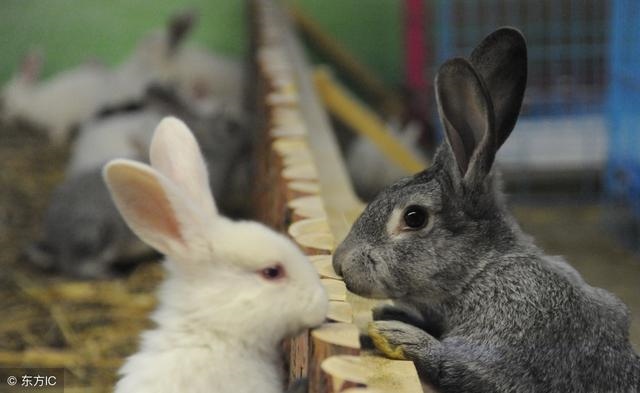 5年属兔未来5年运势，45岁生肖兔今年运势"