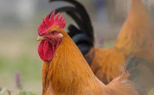 022年属鸡人的全年运势女性,属鸡人2022