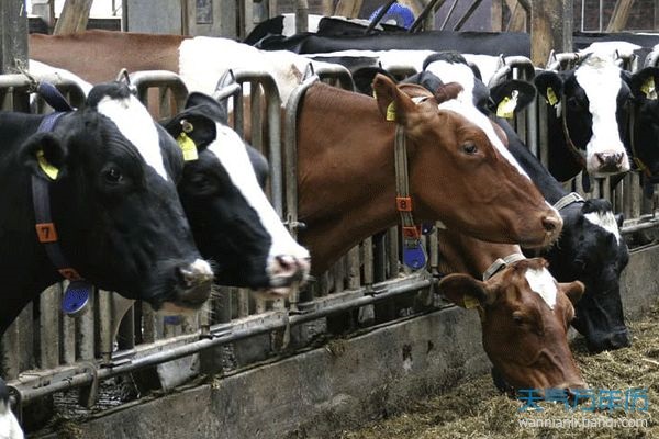 022各属相年龄表，2022