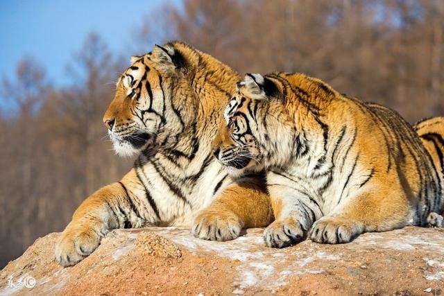 1年一生三大劫，生肖羊两喜一灾2022"