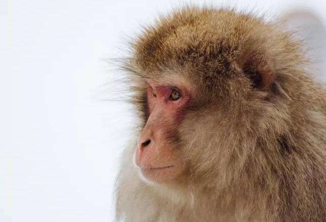 男属羊女属猴相配吗，女属羊男属猴婚配好吗