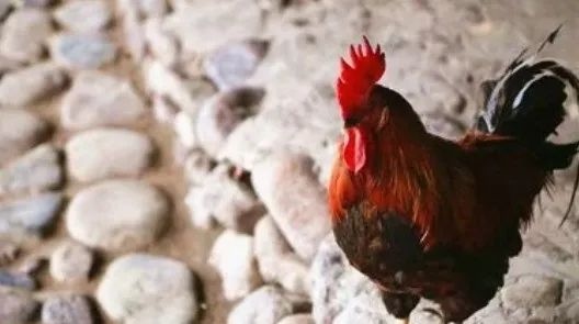 022年属鸡的运势如何，生肖鸡2022年运势董易奇"