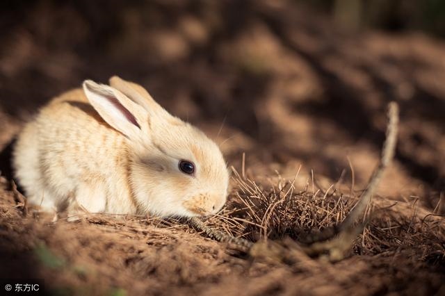 属兔人运气更好年份,属兔的逢哪年运程好