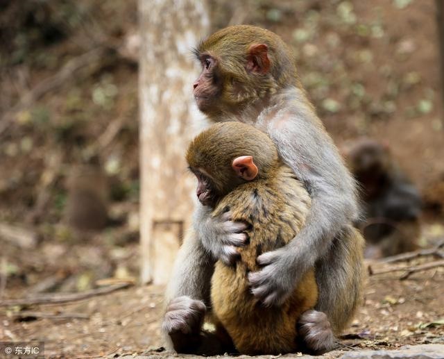 属猴的今天的偏财运好不好，属猴今日偏财运
