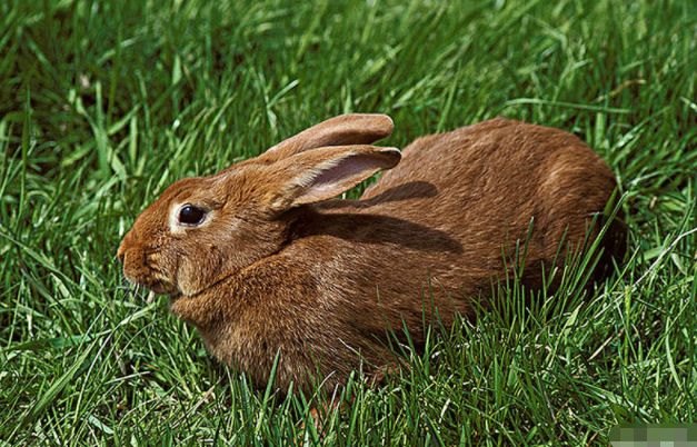 属兔的找什么对象更好，75年属兔47岁有一灾