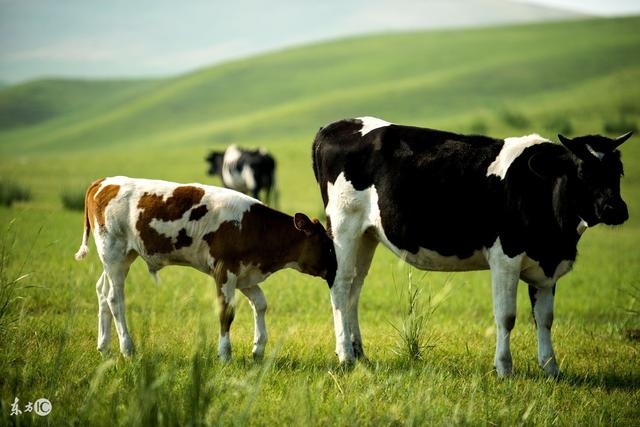 022年属牛横财运爆发,属牛的和什么属相不合"