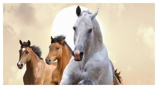 属马的五行属什么，属马生肖五行属什么