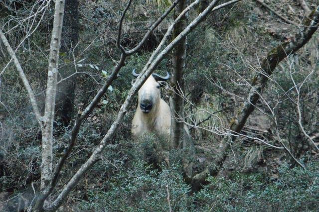 1年暴羊存在吗，91年暴羊出世"
