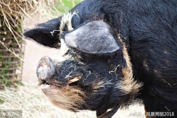 971年的猪女未来五年的运程,属猪最命苦的时辰"