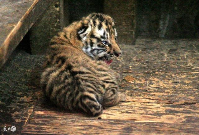 6年属虎36岁本命运势，1986年属虎的本命年"