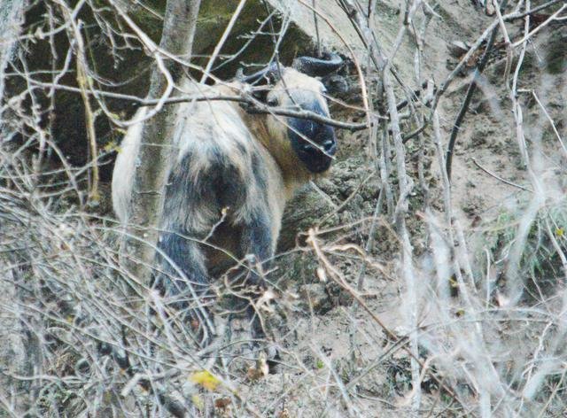 1年暴羊存在吗，91年暴羊出世"