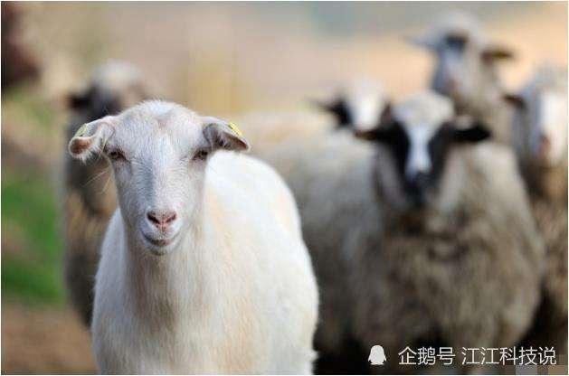 967年的羊是什么命,1967年腊月羊是什么命"