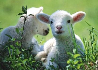 属羊男分手了还能挽回么，属羊男人品太差