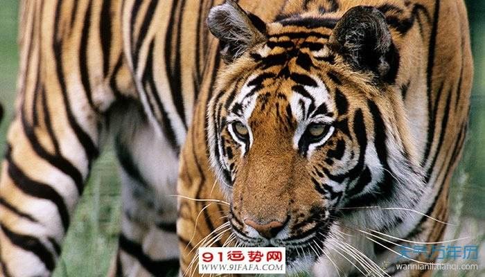 属虎月份命运更好，属虎的人几月份出生更好呢