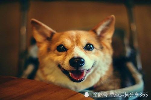 属羊和属狗的相爱了怎么办，羊和狗结合真的会早死一个吗