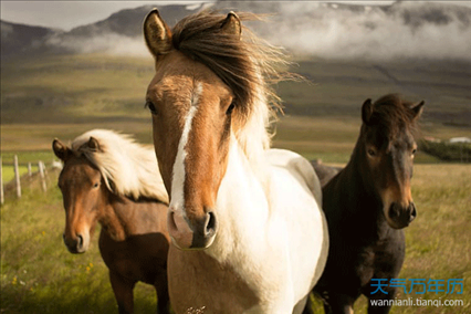 男属马和女属马最合适，属马男和属马女婚姻配吗