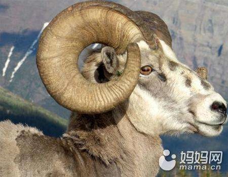 为什么说属羊的女孩不好,91年属羊女命里有儿子吗