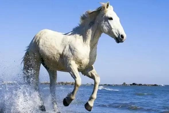 属羊的个性特点有哪些，人的个性特点有哪些