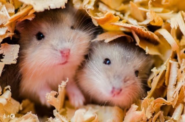 6鼠女2022年每月运势，2022生肖鼠的运势大全"