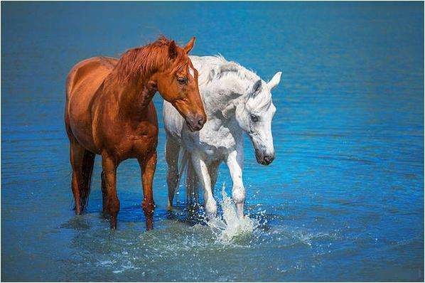 022年出生的马是什么命，2022年出生的马2022