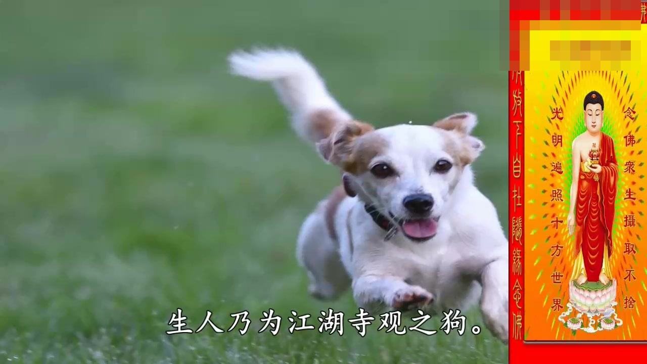 六几年属狗的今年多少岁,1995年属狗的今年多大