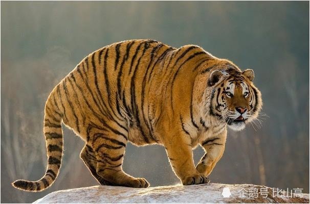 属虎的女孩几点出生好，属虎几月出生属大富大贵