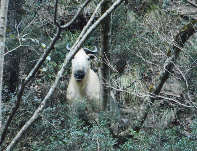 1年暴羊存在吗，91年暴羊出世"
